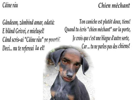 Câine rau/Chien méchant