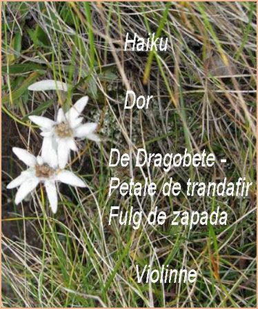 Haiku Dor