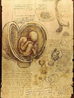 Da Vinci Studies of Embryos Luc Viatour