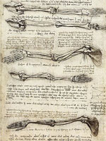 Studies of the Arm showing the Movements made by the Biceps